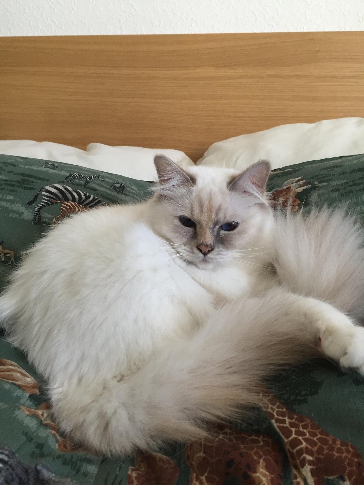 S*Fashioncat´s Juicy Couture